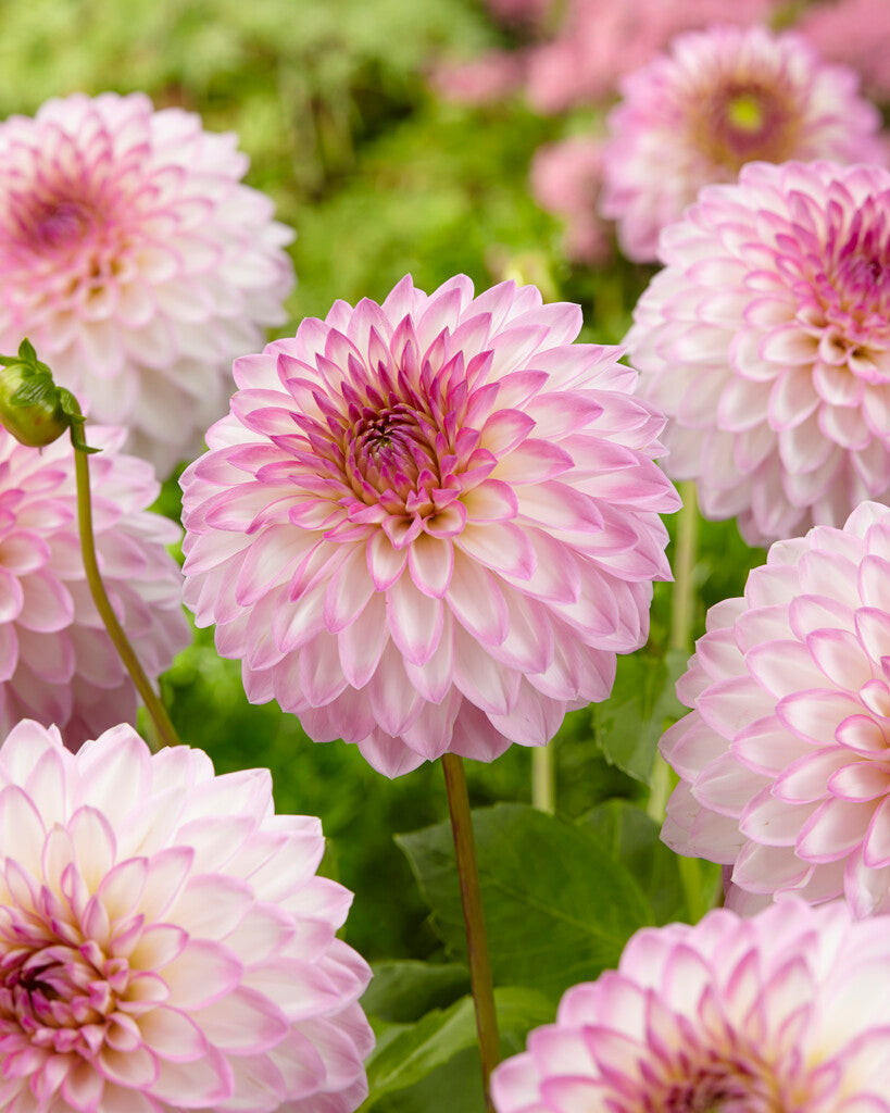 Dahlia Dekorativ Arbatax 1-pakning NYHET